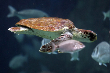 holiday house in crete Cretaquarium